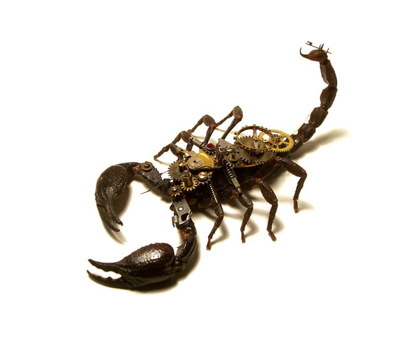 ABlackScorpion2.jpg