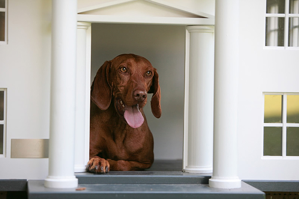 dog mansion