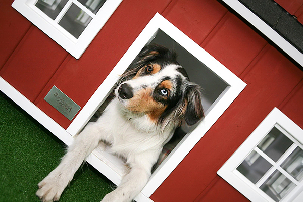 dog mansion