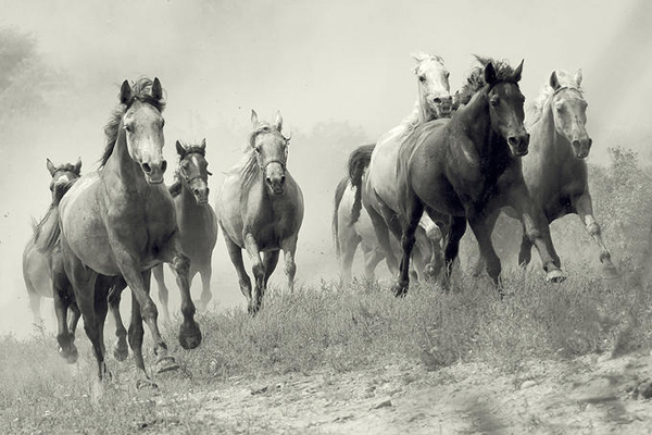 horse photos