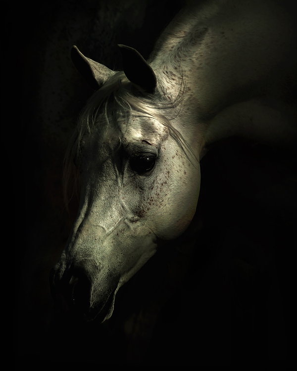 horse photos