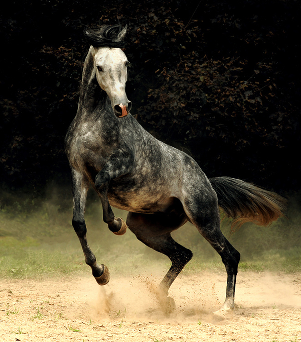 horse photos