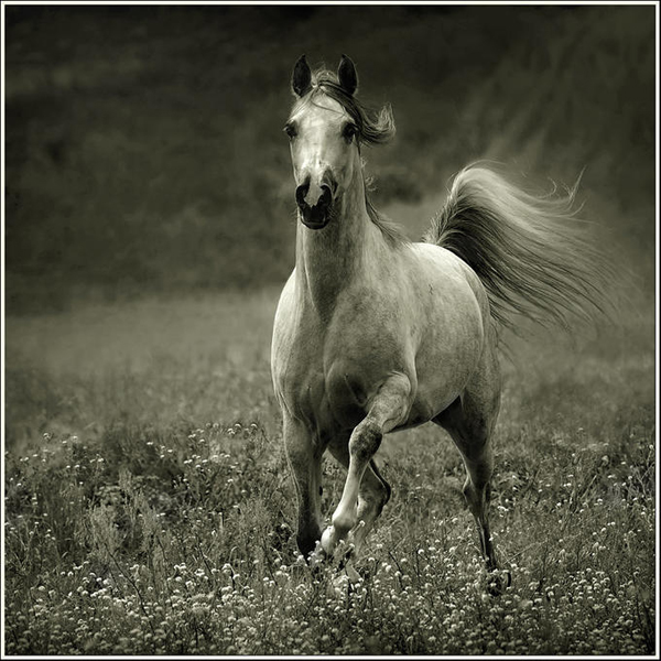 horse photos