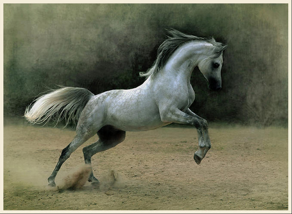horse photos