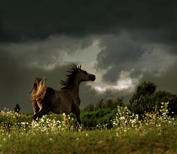 horse photos