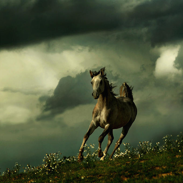 horse photos