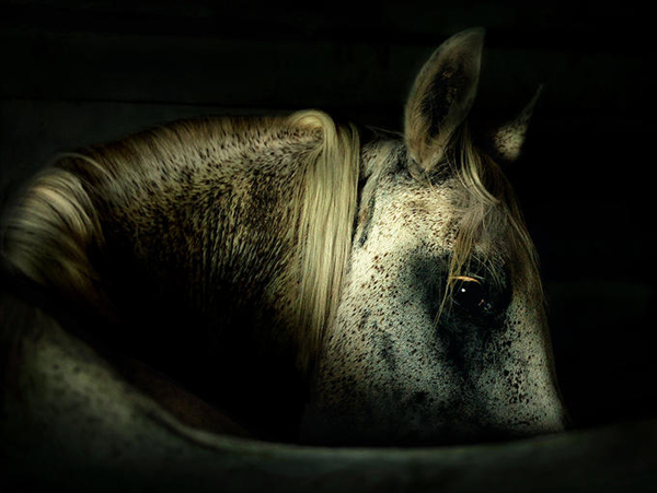 horse photos