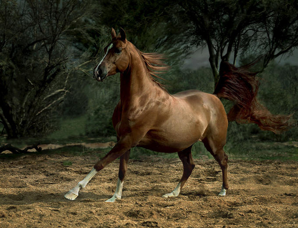 horse photos