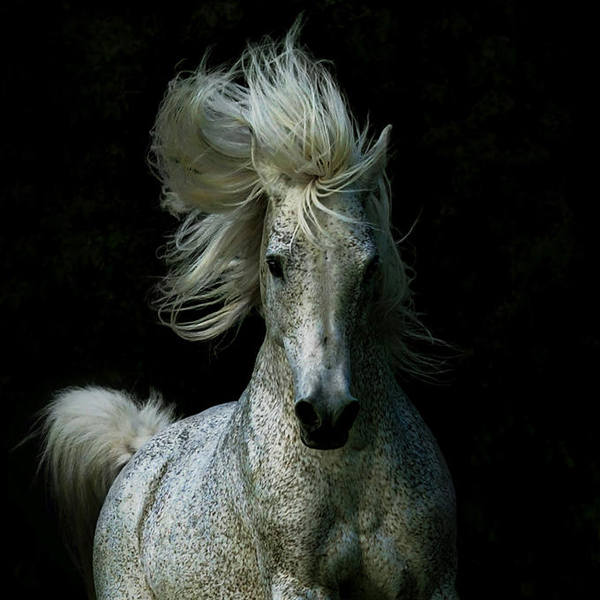 horse photos
