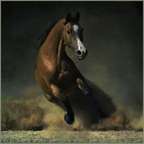 horse photos