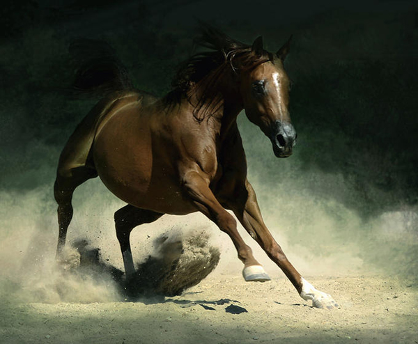 horse photos