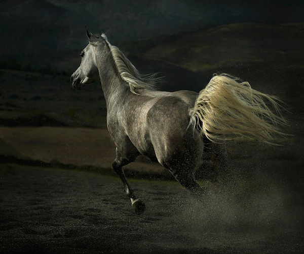 horse photos