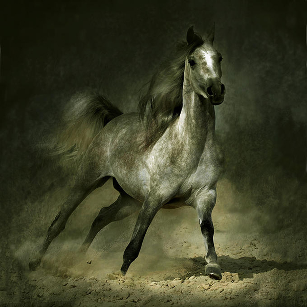 horse photos