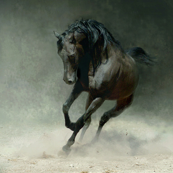 horse photos
