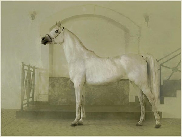 horse photos