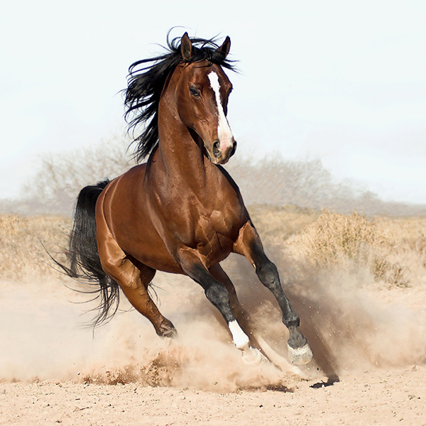 horse photos