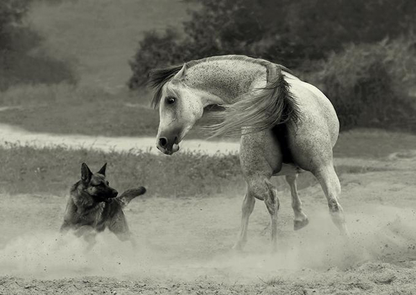 horse photos