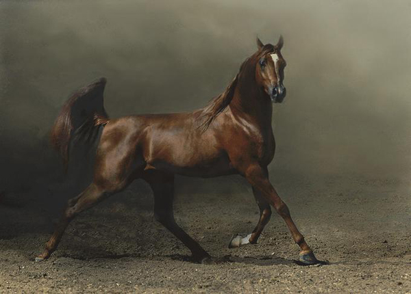 horse photos