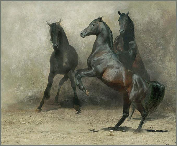 horse photos