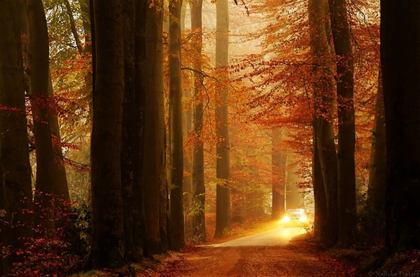 Nelleke Pieters