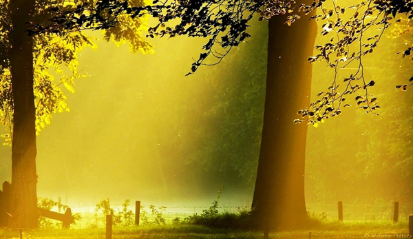 misty forest