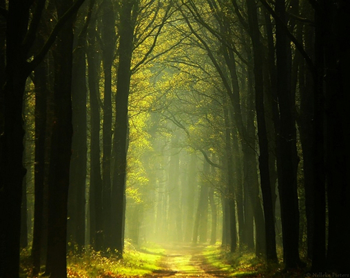 Nelleke Pieters landscapes