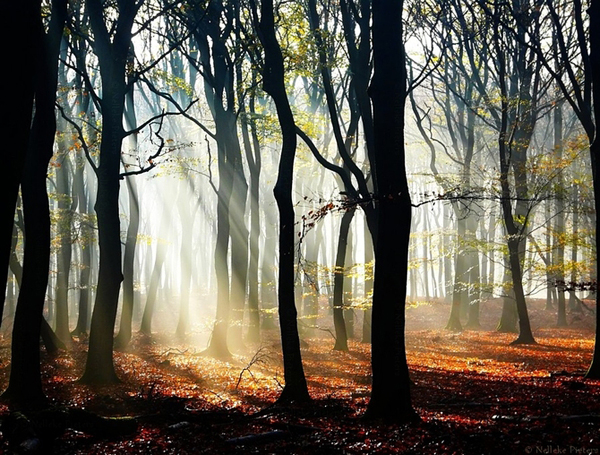 Nelleke Pieters