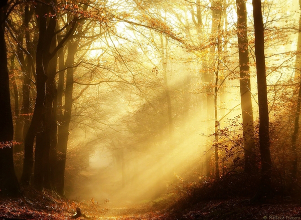 misty forest