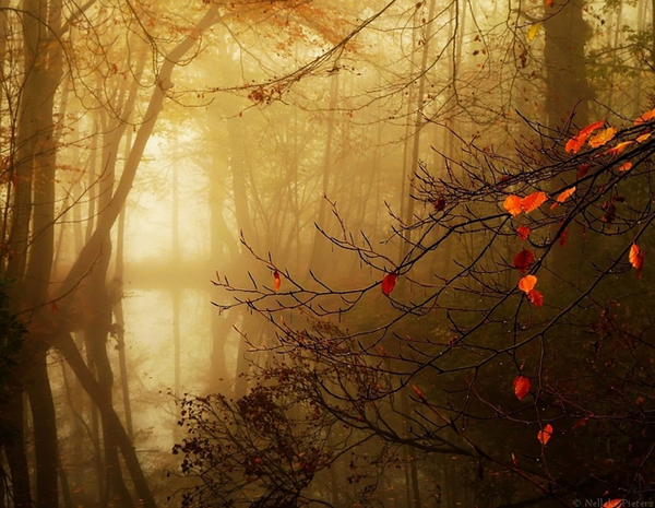 Nelleke Pieters landscapes