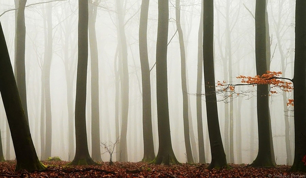 Nelleke Pieters