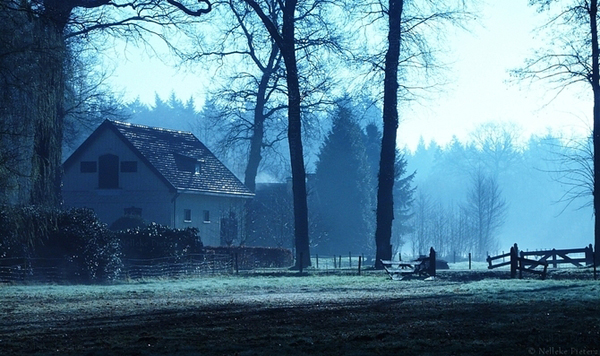 misty forest