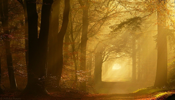 Nelleke Pieters