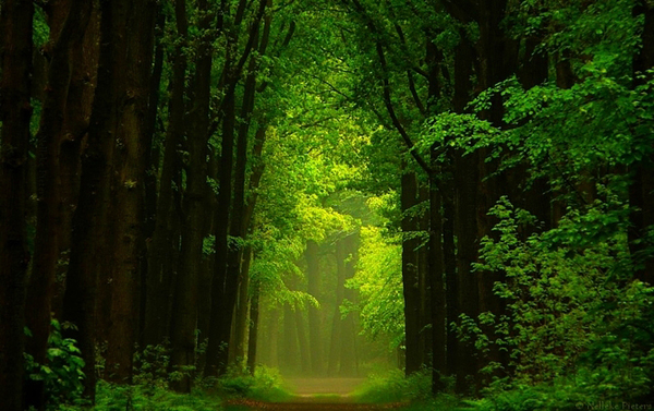 misty forest