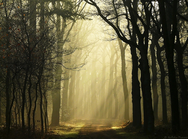 Nelleke Pieters landscapes