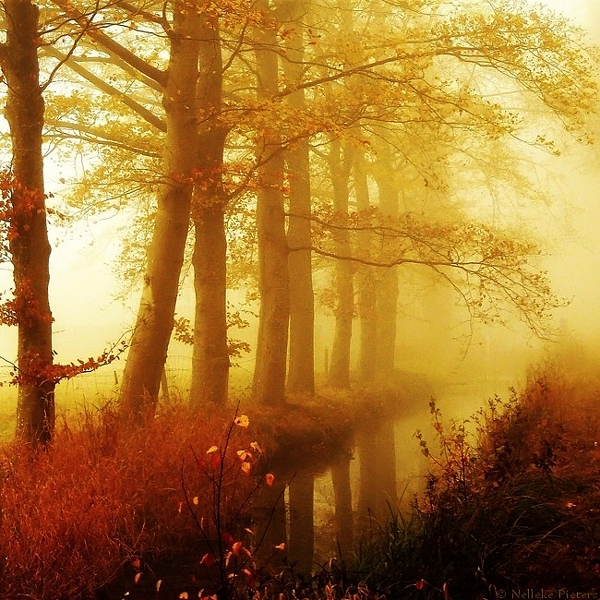 Nelleke Pieters