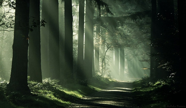 misty forest