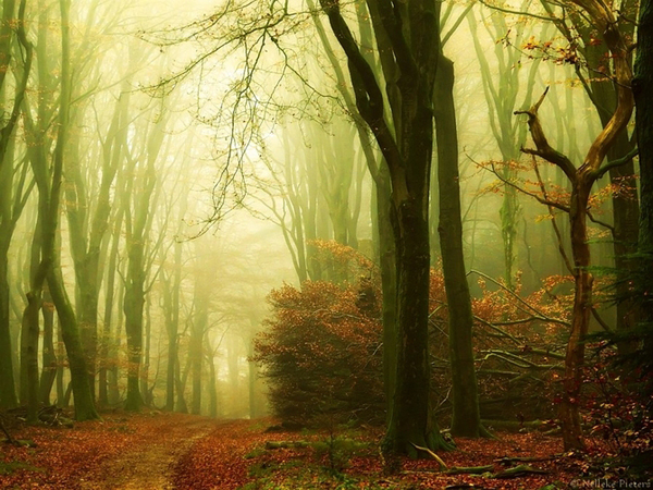 Nelleke Pieters landscapes