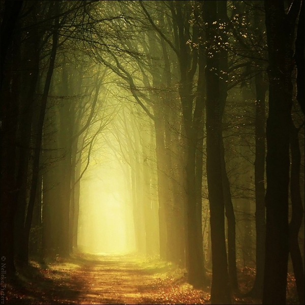 Nelleke Pieters
