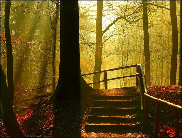 misty forest