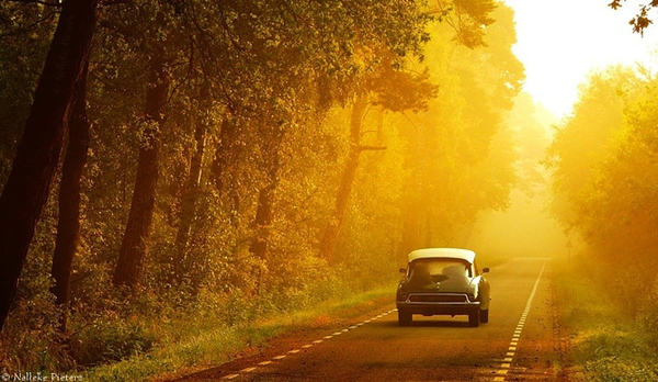 Nelleke Pieters landscapes