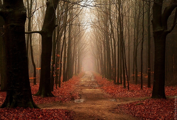 Nelleke Pieters