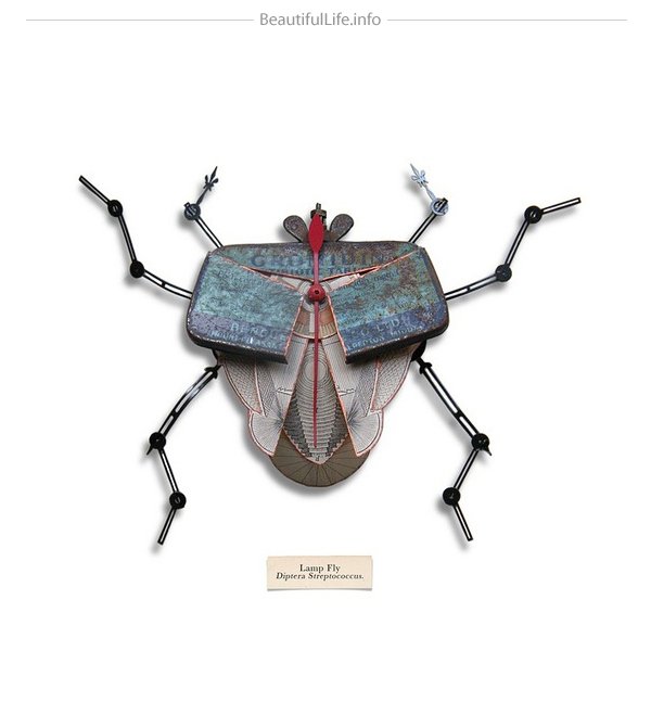 insects