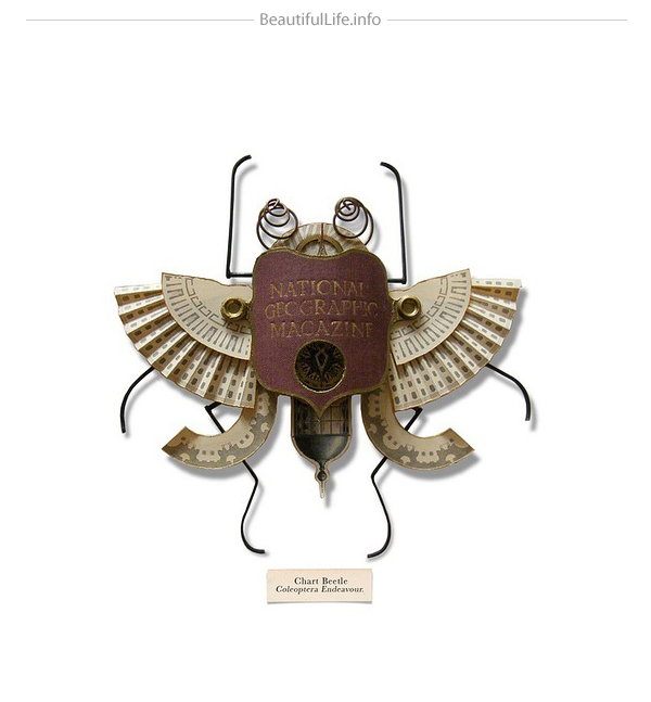 insects