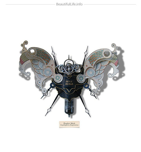insects