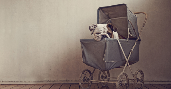Serenah dog photos