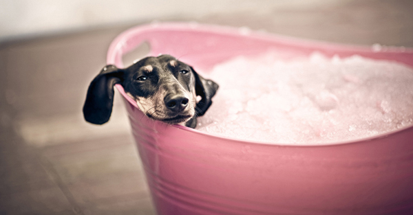 Serenah dog photos
