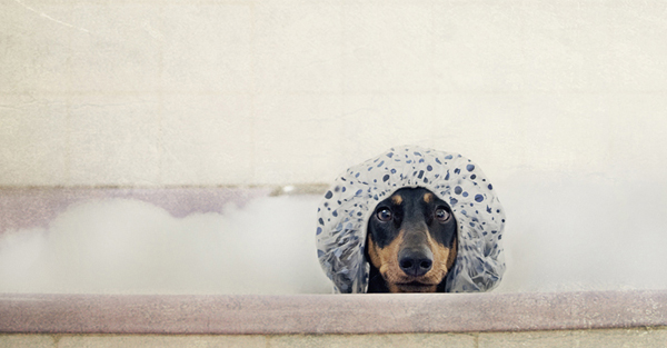 dog photos