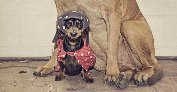 dog photos