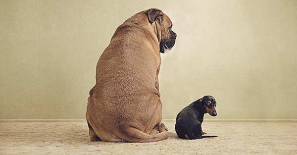 dog photos