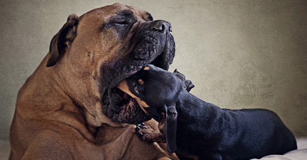 dog photos